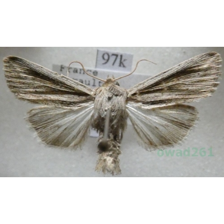 Mythimna riparia (Rambur, 1829) France97k